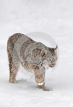 Canadian Lynx (Lynx canadensis) Steps Right Head Down Paw Up Winter