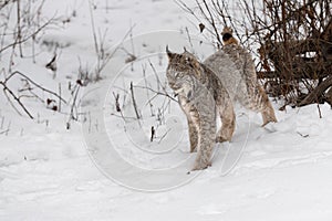 Canadian Lynx (Lynx canadensis) Stretches Out Back Leg Winter