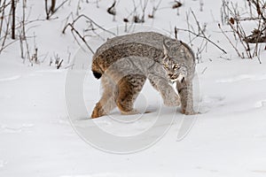 Canadian Lynx (Lynx canadensis) Turns Back to Left Winter