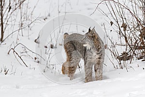 Canadian Lynx (Lynx canadensis) Turns Left to Look Up Winter