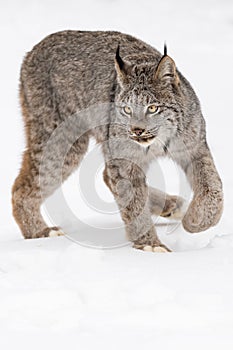 Canadian Lynx Lynx canadensis Turns and Looks Out Paw Up Winter