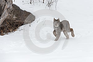 Canadian Lynx Lynx canadensis Wallking