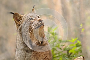 Canadian lynx portrait