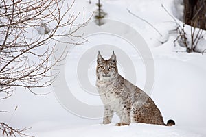 Canadian Lynx Sitting in Snow