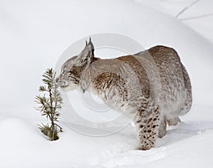 Canadian Lynx Smelling Young Pine Tree