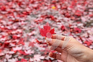Canadian maple leaf in the hand