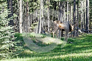 Canadian moose