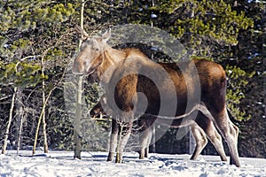 Canadian Moose Animal in Rocky Mountains