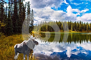 Canadian moose grazes