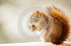 Canadian Red Squirrel - Tamiasciurus hudsonicus