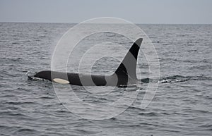 Canadian resident Killer Whale