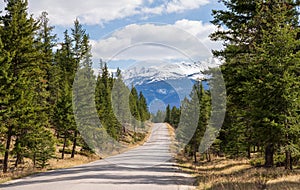 Canadian Rockies rural road landscape. Forest and mountain in the background. Jasper National Park.