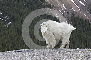 Canadiense rocoso montana una cabra 