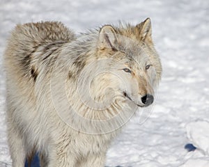 Canadian/Rocky Mountain gray wolf