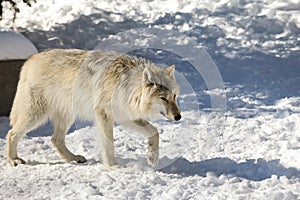 Canadian/Rocky Mountain gray wolf