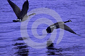Canadian Snow Geese fly low over purple water