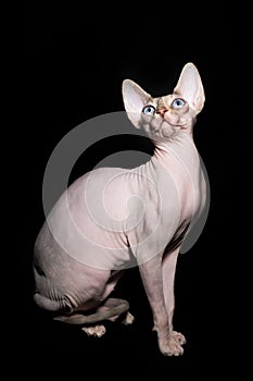 Canadian sphinx cat