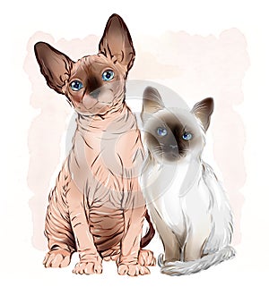 Canadian sphinx cat and thai kitten