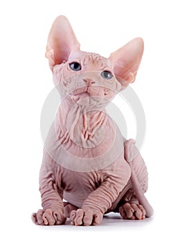 The Canadian sphynx