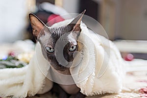 Canadian Sphynx cat