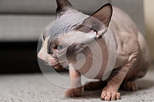 The Canadian Sphynx cat choked. Features of the correct diet in cats