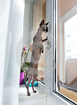 canadian Sphynx cat on hind legs on the windowsill in the apartment