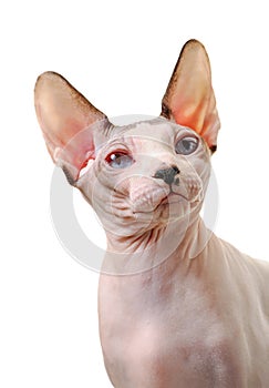 Canadian Sphynx cat portrait close-up isolated on white background