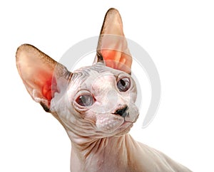 Canadian Sphynx cat portrait  with graceful turn of  head isolated on white background