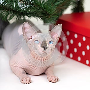 Canadian Sphynx Hairless Cat lying under Christmas tree with red polka dot gift box under it