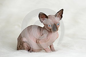 The Canadian sphynx isolated on white background