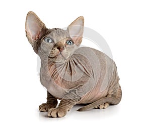 The Canadian sphynx isolated on white background