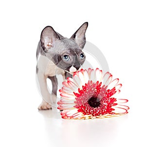 Canadian sphynx kitten with daisy flower