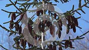 A Canadian spruce with brown cones sways in the wind.