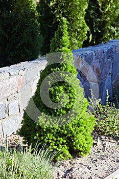 Canadian spruce conic, beautiful green tree close-up