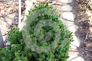Canadian spruce conic. Conica decorative tree. Conica spruce