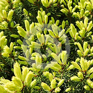 Canadian spruce Picea glauca Conica. White spruce. Decorative coniferous evergreen tree with a ladybug in spring