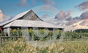 Canadian Sunset Country Barn Sunflowers Farming Scene Stormy Skies