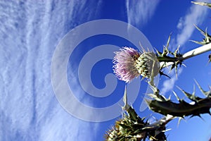 Canadian Thistle