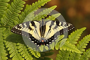 Canadian Tiger Swallowtail