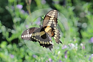 Canadian tiger swallowtail yellow butterfly