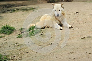 Canadian timber wolf