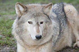 Canadian timber wolf