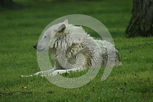 Canadian Timber Wolf - Canis lycaon