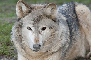 Canadian timber wolf