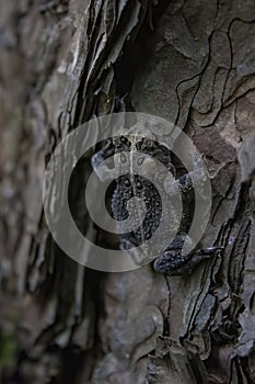 Canadian Toad, Senneville, Quebec, Canada