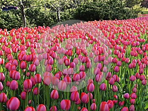 Canadian Tulip Festival, Ottawa Anita Witzier Red Tulip