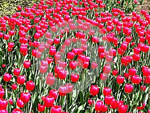 Canadian Tulip Festival Ottawa. Greignatius Tulip Toronto