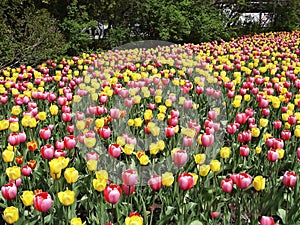 Canadian Tulip Festival, Ottawa Primavera Tulip, Big Field