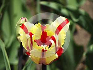 Canadian Tulip Festival, Ottawa Tulip Double Fleming Parrott