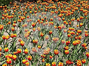 Canadian Tulip Festival, Ottawa. Tulip Monarch Field